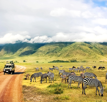 image d'un 4x4 réalisant un safari au milieu d'une dizaine de zèbres dans la savane